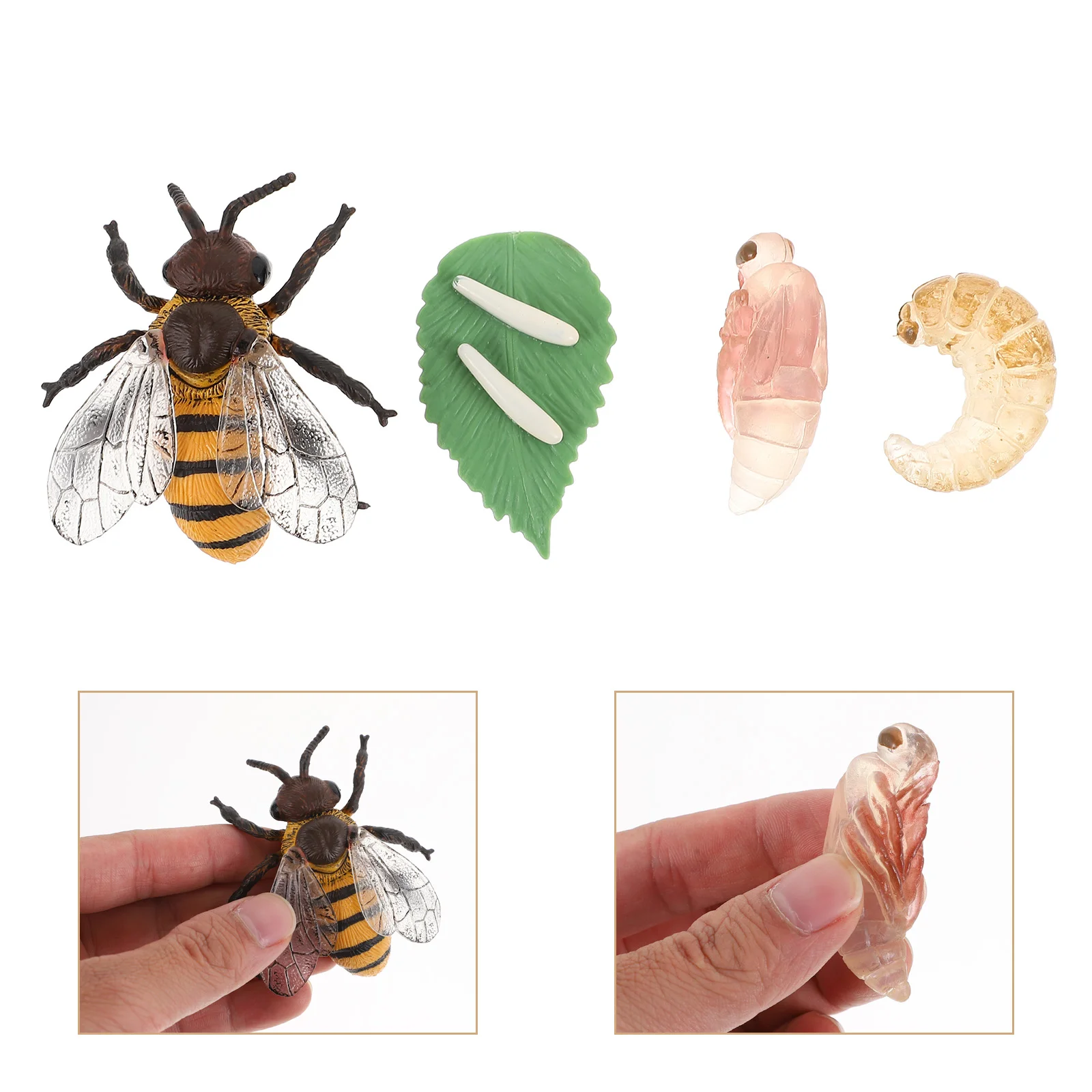 

Bee Growth Cycle Models Plastic Insect Toys Realistic Honey Bee Cognitive Educational Kids Toy Set Teaching Aids Natural Science