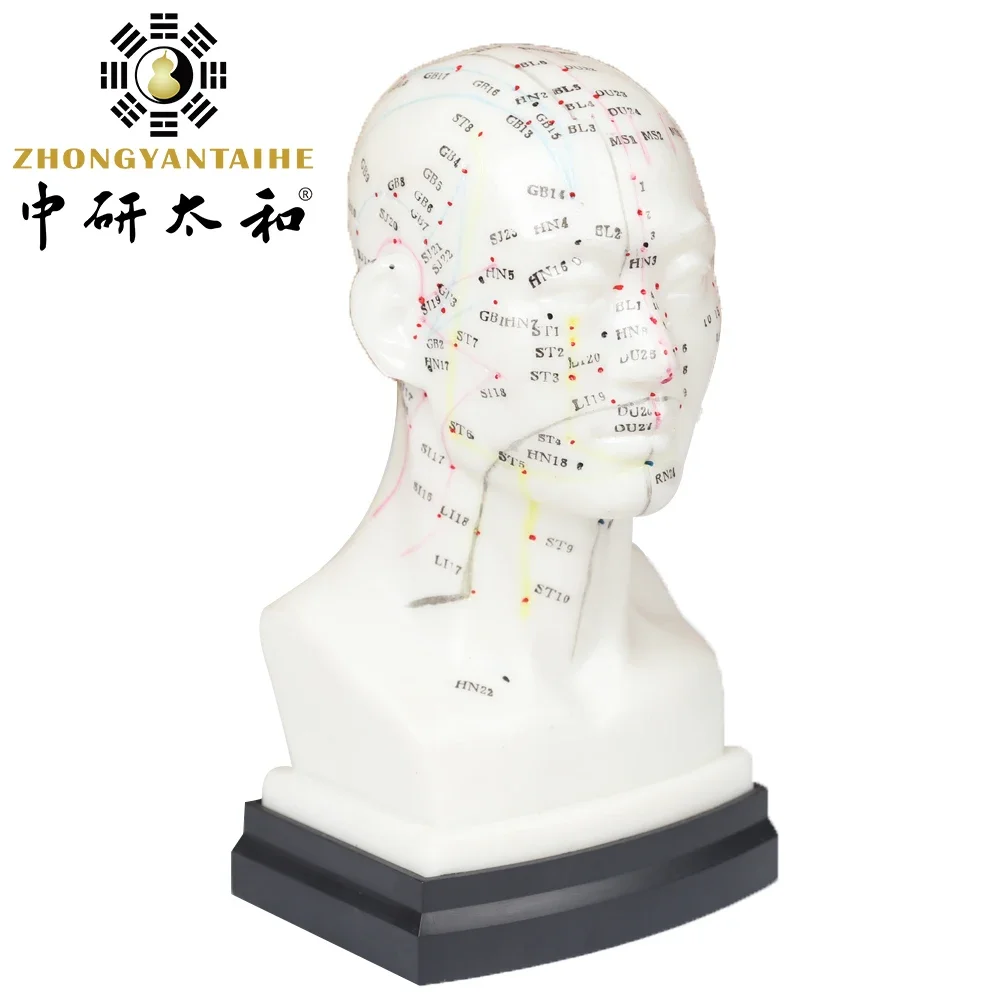 Zhongyan Taihe 1pc Soft PVC Head Acupuncture Model Acupuncture Needles for Beginners Clear with For Accurate Acupuncture Points