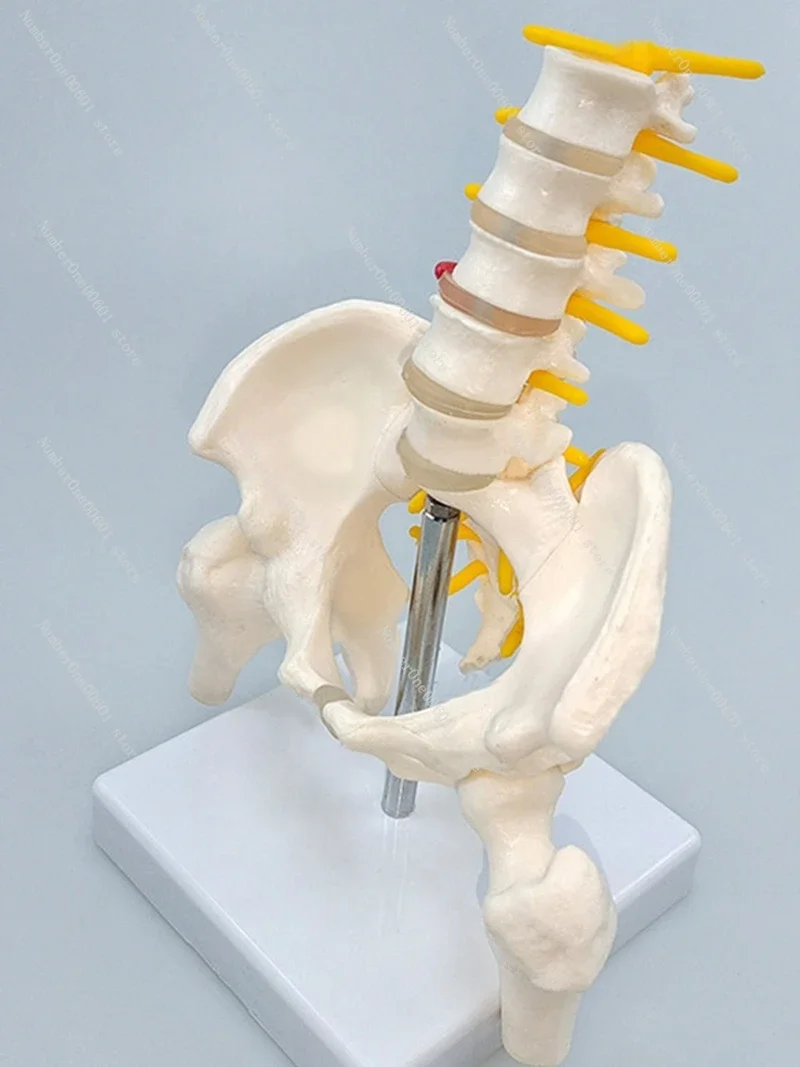 Mini Female Pelvic Dynamic Model Teaching Aids for Sacrum Hip Practical Rehabilitation Obstetrics with Lumbar Spine