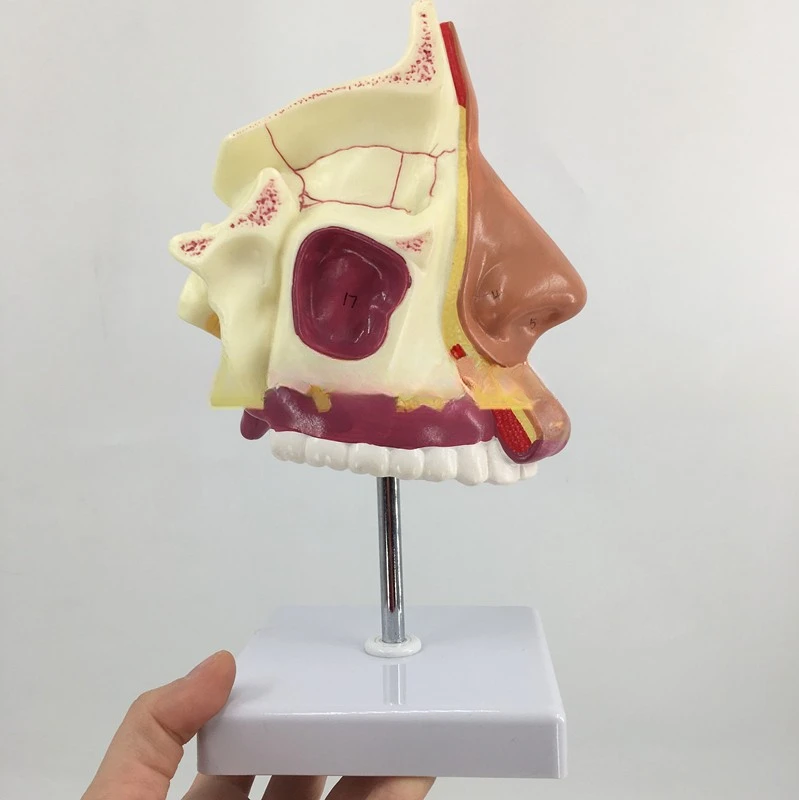 Modelo anatomia nasal humana, modelo anatomia, cavidade nasal