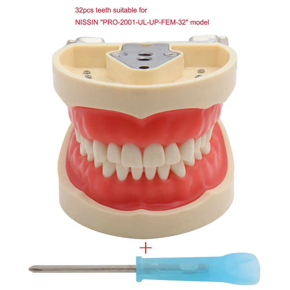 28/32 Teeth Model For Dental Technician Practice Training Jaw Typodont Standard Dental Model Teeth Teaching Model With Soft Gum