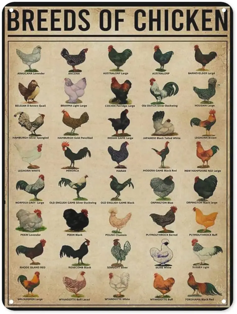

Chickens Decor Metal Chicken Signs Poster Wall Art Home Decor Vintage Metal Tin Signs Coffee Shop Plate Retro Novelty