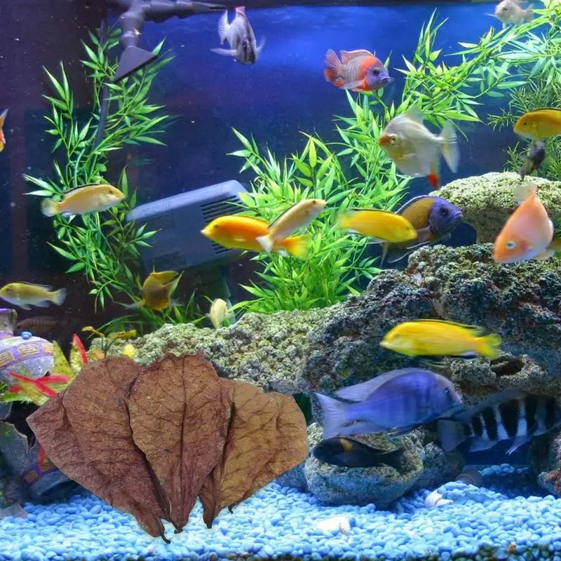 Natural Catappa Almonds Leaves Fish Tanks Betta Fish Shrimp Leaves Naturally Water Decorative Leaves Aquarium Water Conditioner