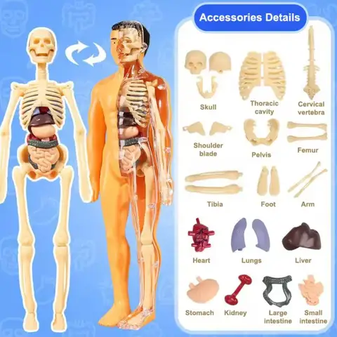 3D Human Body Torso Model For Kid Anatomy Skeleton Removable Simulation Organ and Skeleton Detachable Bone Body Education Model