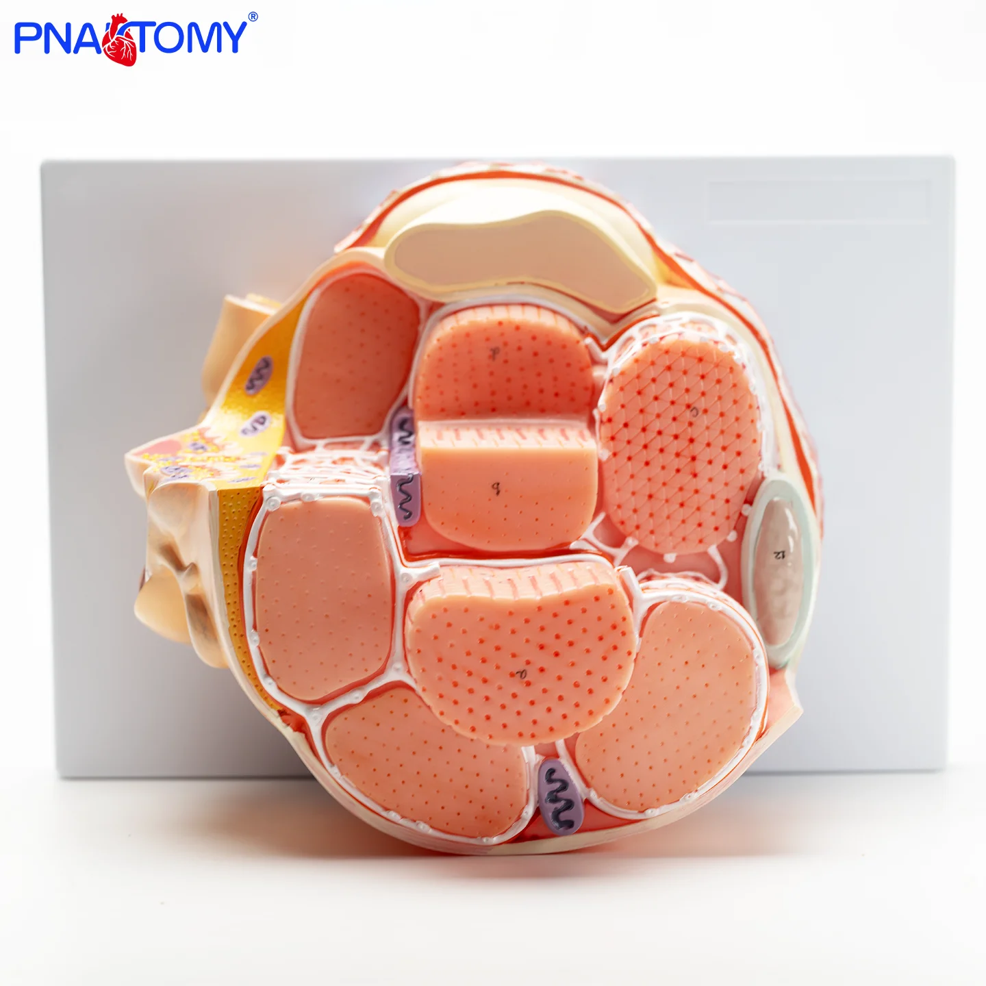 Magnify 40000 Times the Skeletal Muscle Model Muscle Fiber Structure Sarcoplasmic Reticulum Myosin Actin