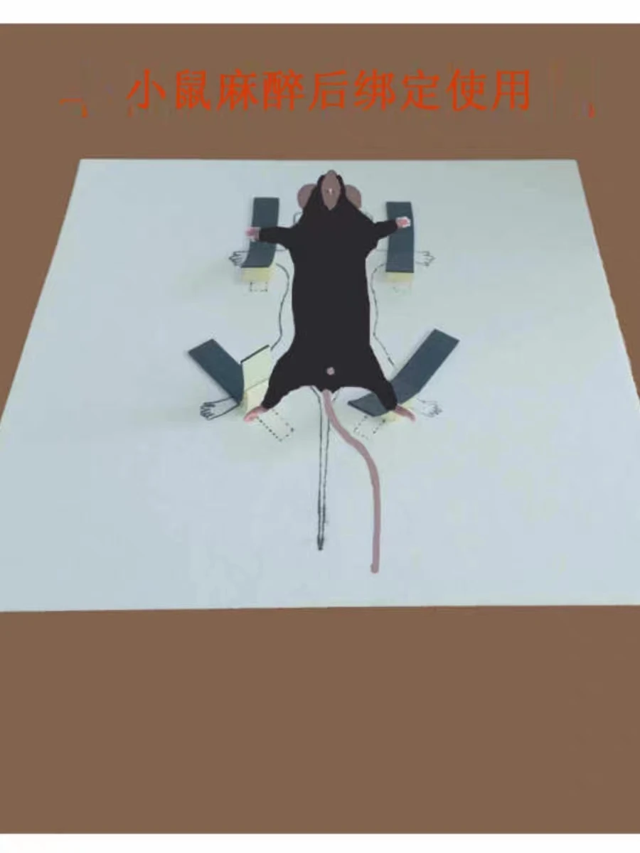 

Disposable mouse fixator (card) Mouse binding card for experiment 30 pieces/box