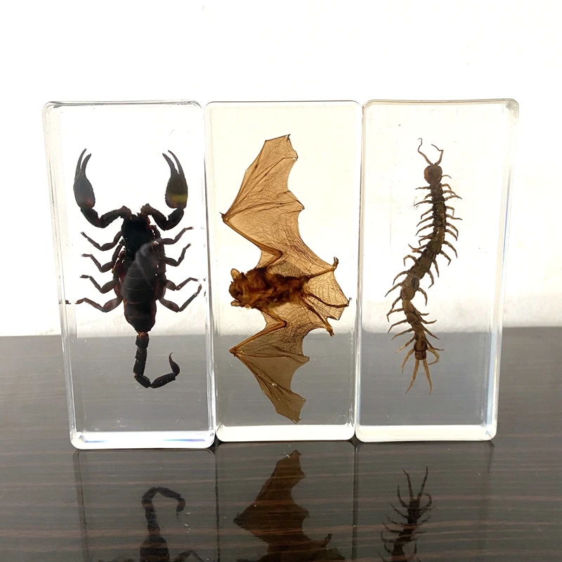 

Resin Insect Specimen Handicraft Centipede Spider Beetle Scorpion Biological Sample Boy Bat Gift