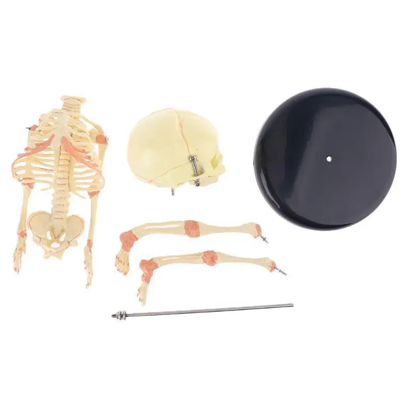 R53C Single for Head Baby Skull Human Research Model Skeleton Anatomical Anatomy Teaching Study Display