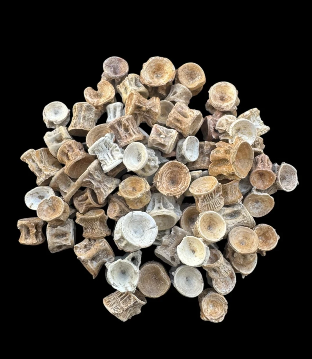 10 pieces Vertebrae Enchodus libycus from Morocco Vertebra fish