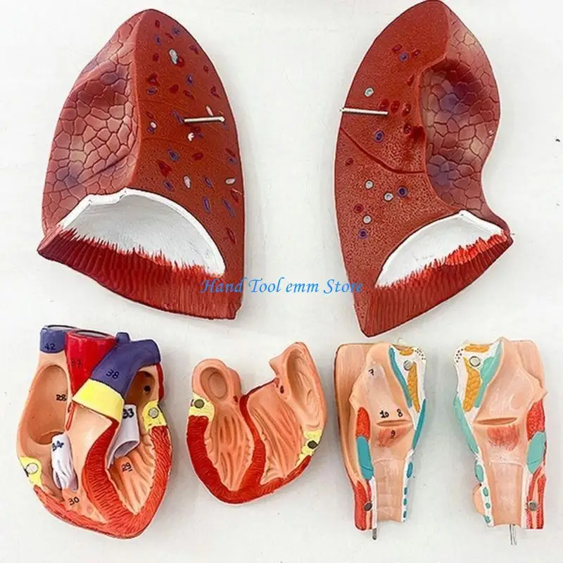 

H37F Анатомическая модель легких показывает детали системы трахеи легких, модель анатомии легких в натуральную величину, модели