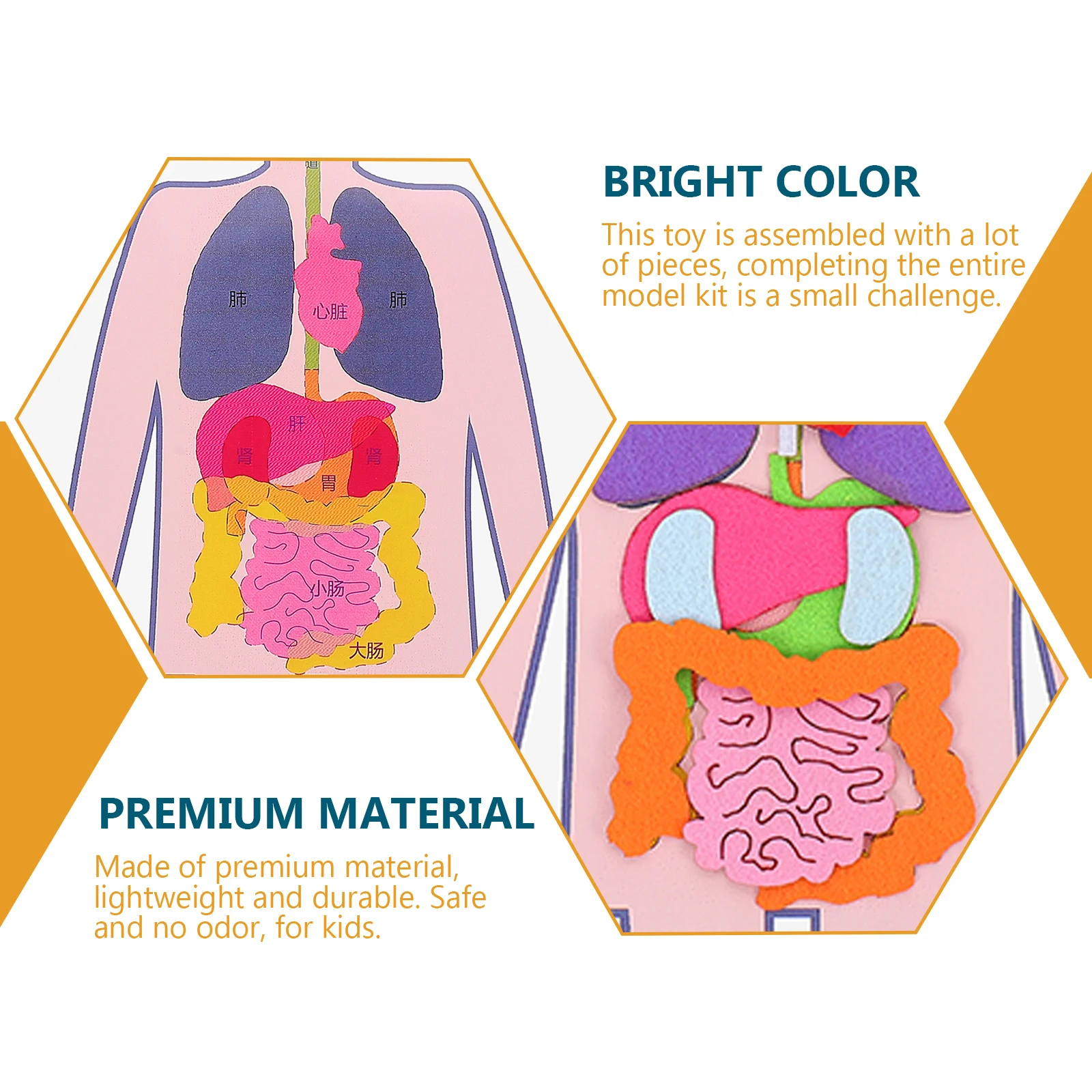 

2 Sets Diy Organs Teaching Aids Educational For Kids Cognitive Learning Lightweight Safe Creative Kit Assembled Pieces