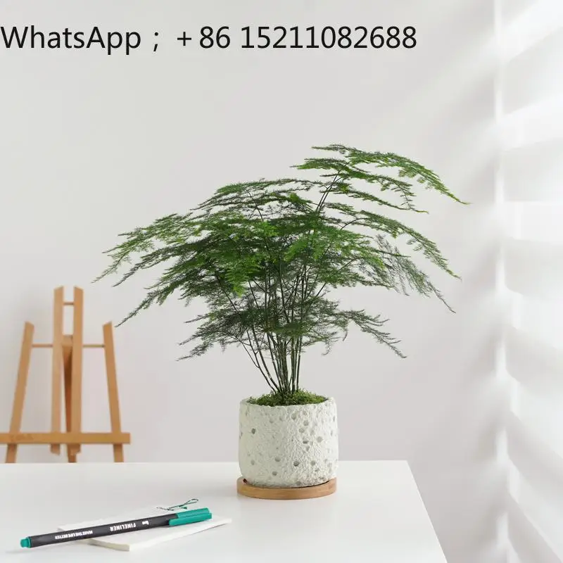 LLY Wenzhu potted plant indoor desktop living room evergreen office ornament purifies the air