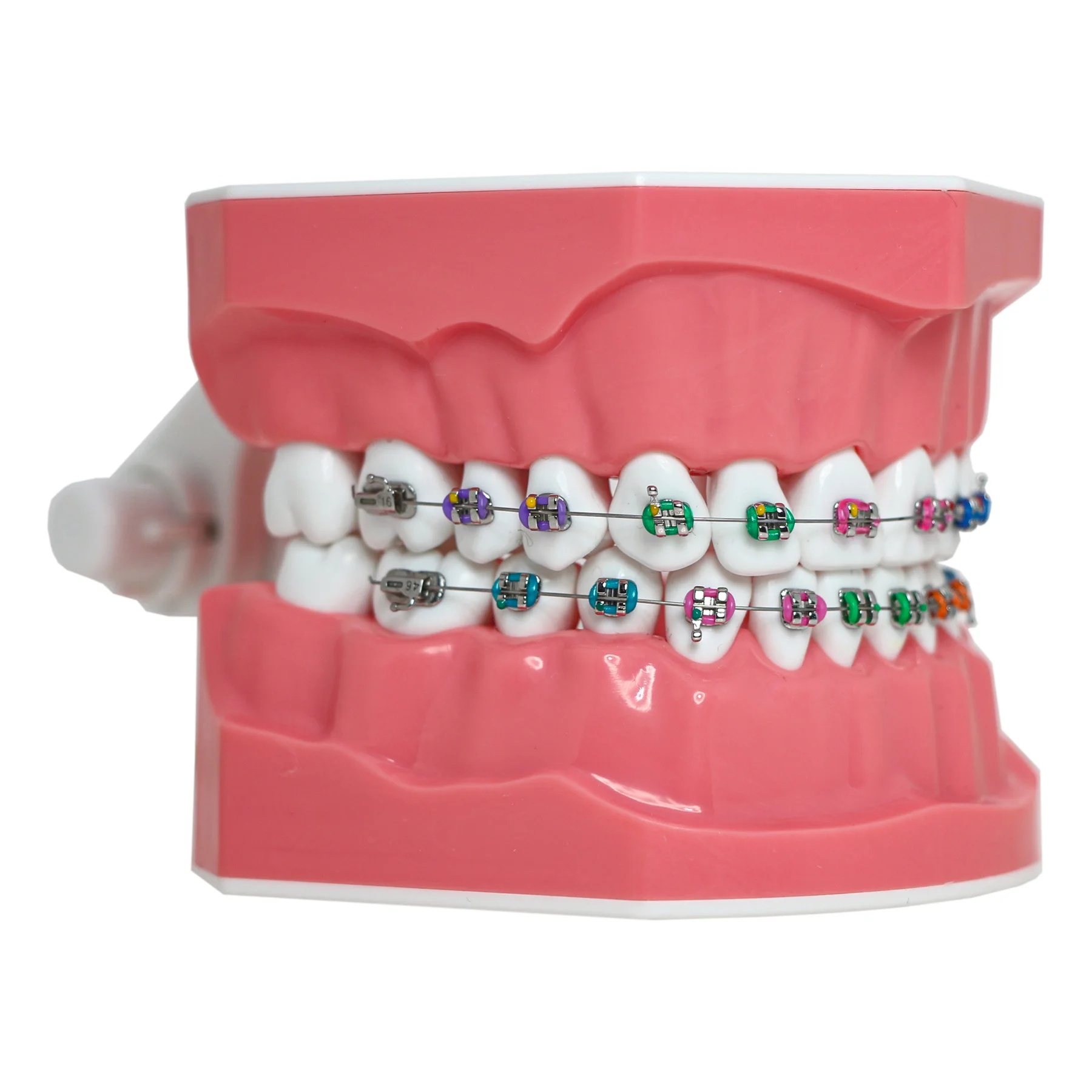 Dental Typodont Orthodontic Teeth Model 1:1 Standard Demo Teach Study With Archwire Ligature Ties Metal Brackets Buccal Tubes