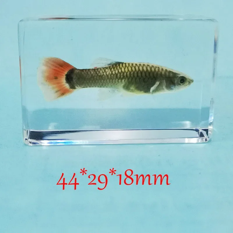 Delicate Small Fish Specimens Built In Highly Translucent Epoxy Resin Suitable for Home Decoration Birthday Holiday Gifts 44mm