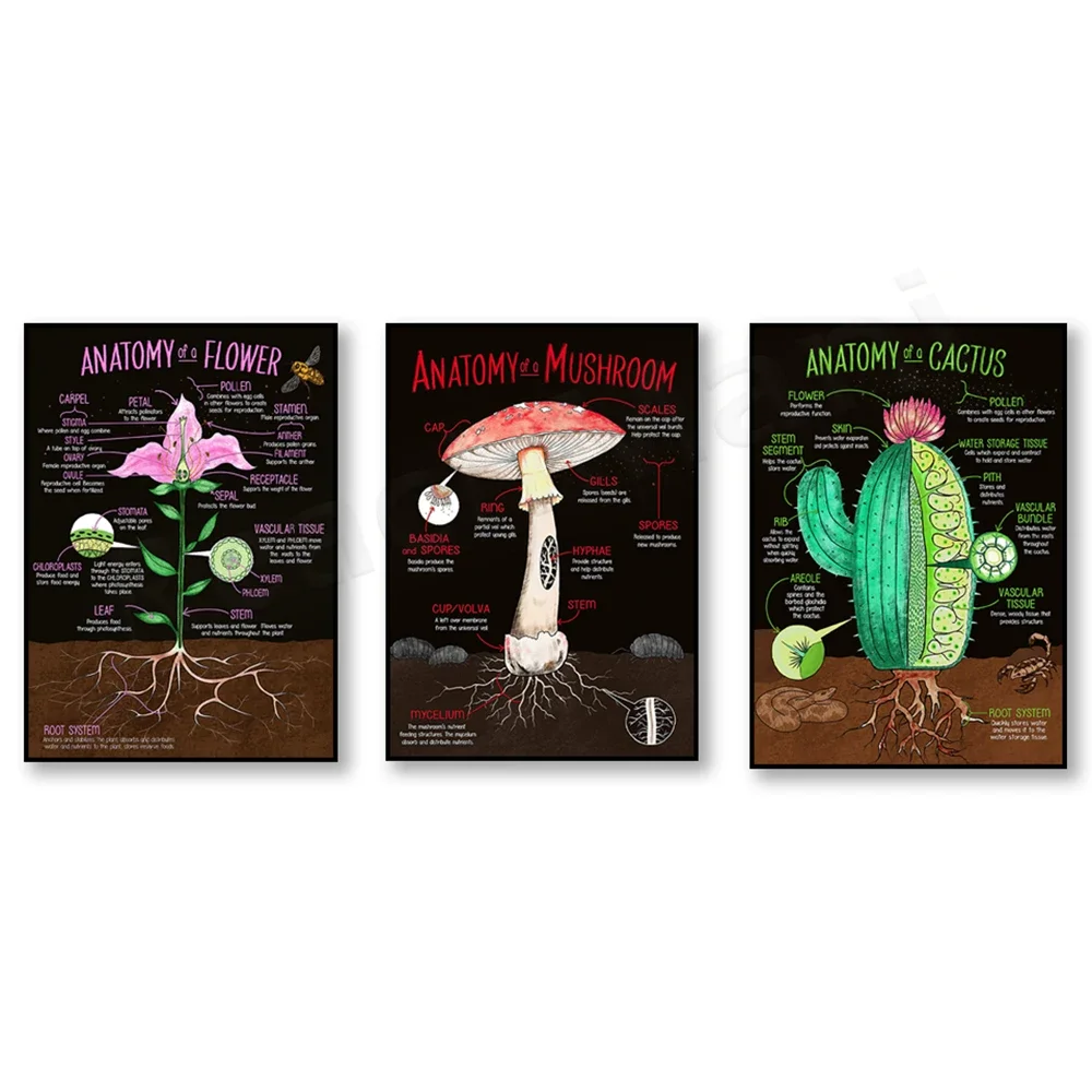 

Cactus, flower, mushroom anatomy diagram, botanical print, vintage floral wall art canvas painting poster decoration