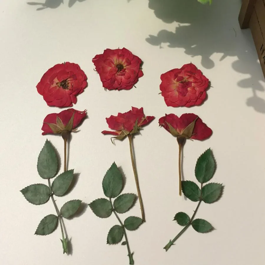 60pcs Pressed Dried Red Rose+Bud+Leaf Flower Plant Herbarium For Jewelry Postcard Invitation Card Phone Case Bookmark DIY