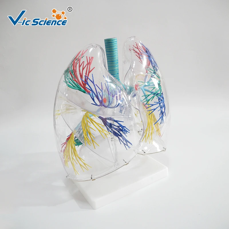 Medical Anatomy Model of the Transparent Lung Segment