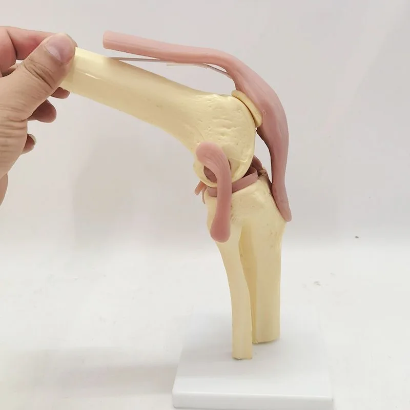 Adult 1:1 Knee Joint Model with Movable Ligaments - Orthopedic Teaching Demonstration Model
