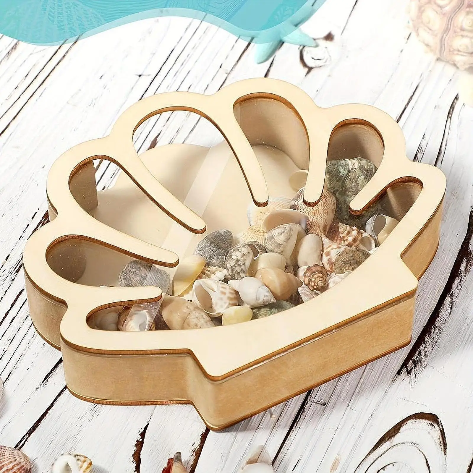 Compact Wood Seashell Holder Box Acrylic Front Coastal Decor for Jewelry Starfish Sea Glass Collector Gift
