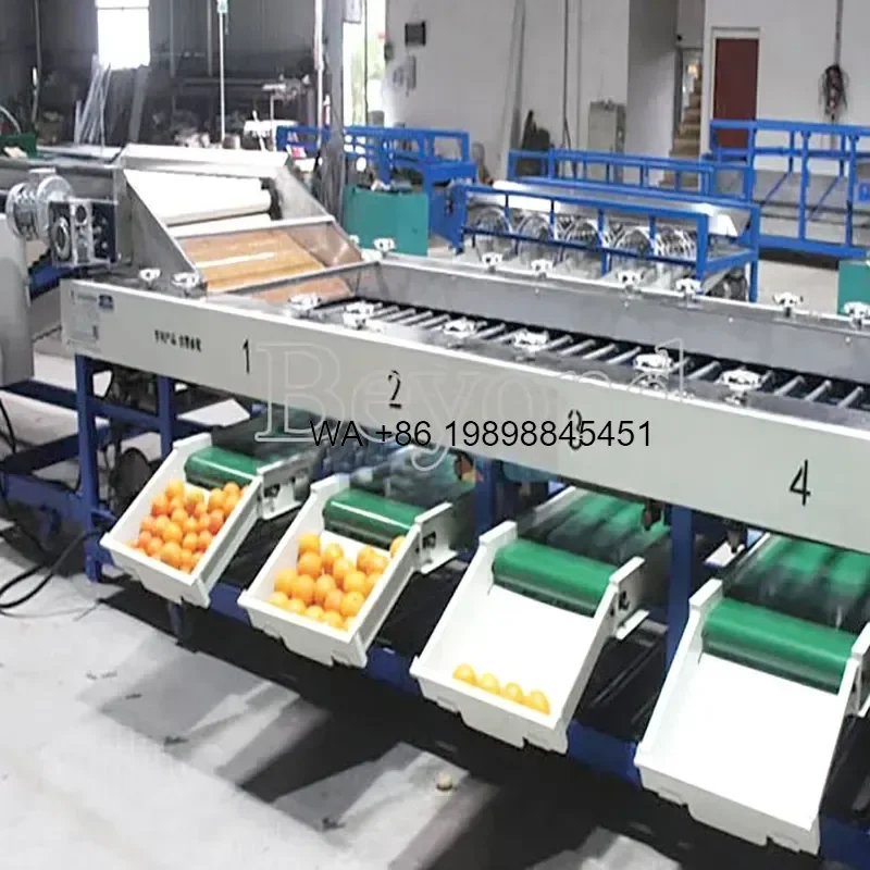 Wmwmnu for 500kg 380V Fruit Vegetables Grading Sorting 304 Stainless Steel Farm Industries Silver Grader Wooden Case