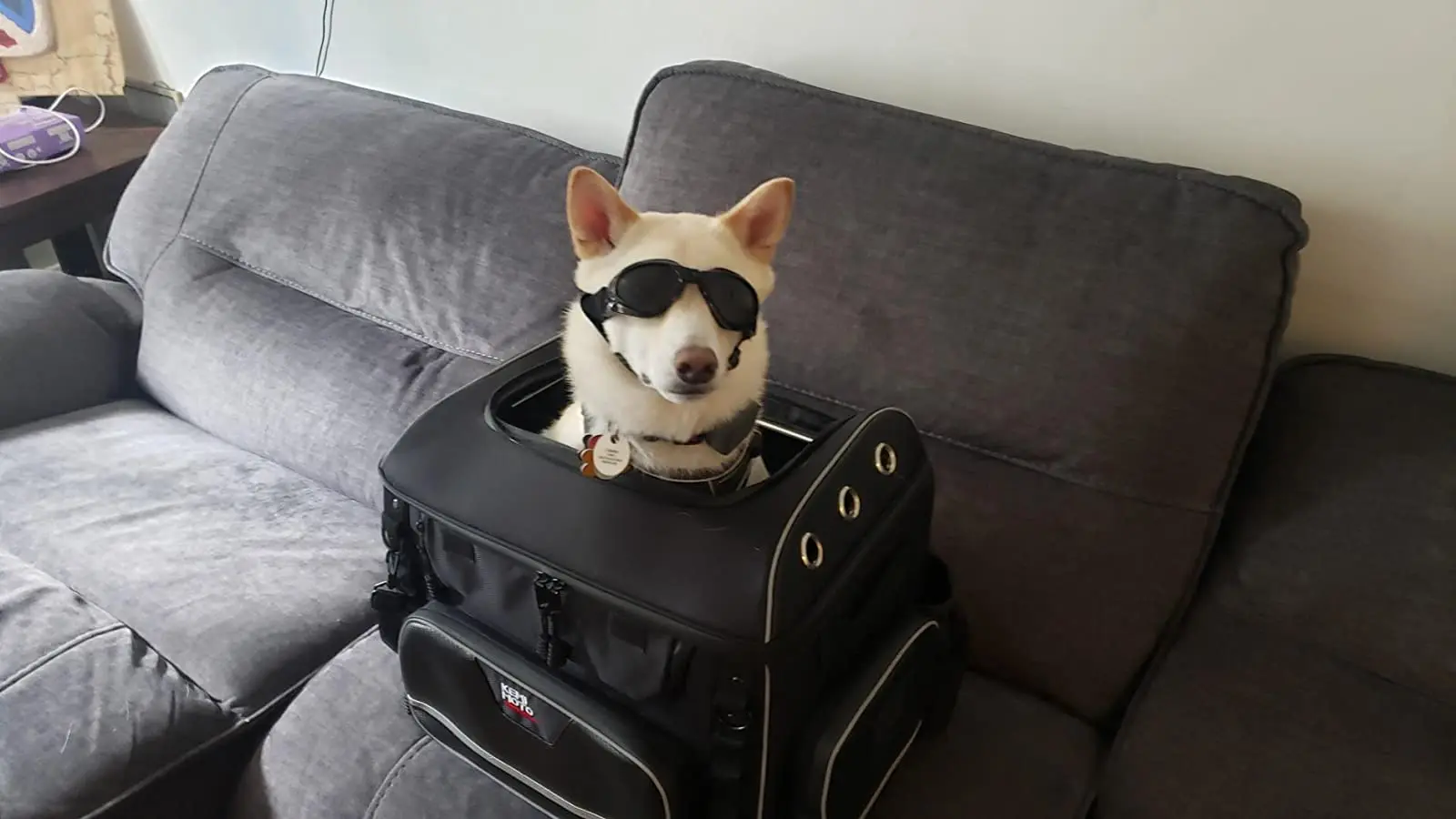 Motorrad-Haustiertaschen Hunde- und Katzen-Transporttasche für Street Glide Road King mit Beifahrersitz oder Gepäckträger Touring Trike Modelle – Detail 23