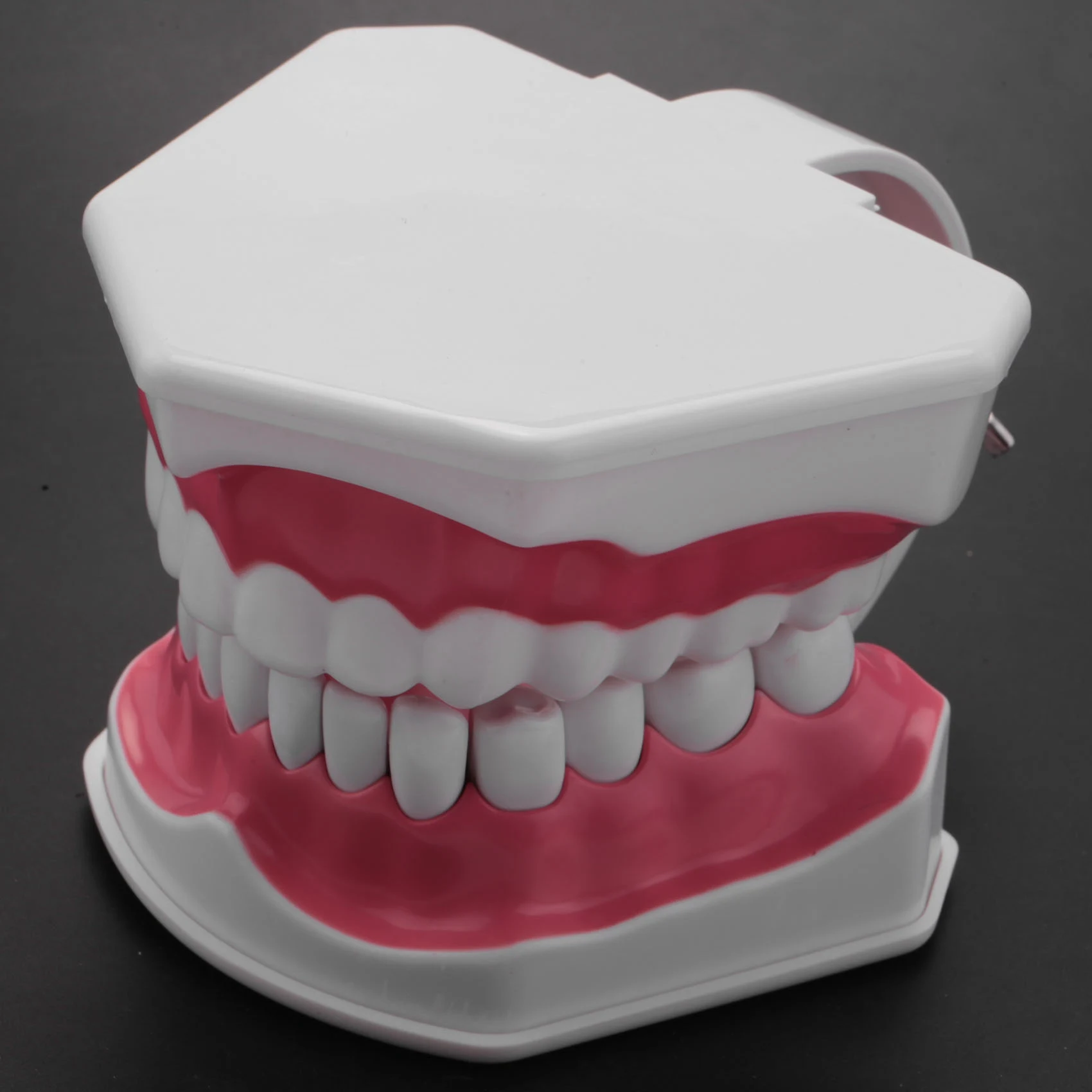 Dental Model Brushing Flossing Practice Teeth Typodonts Mode Gingiva Visible Anatomic Demonstration