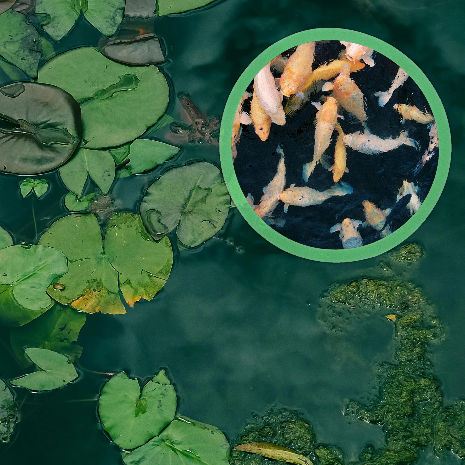 

5Pcs Floating Plant Rings for Fish Tank Safe Space Fish Breaks Durable Plastic Quick Installation Aquarium Floating Plant Rings