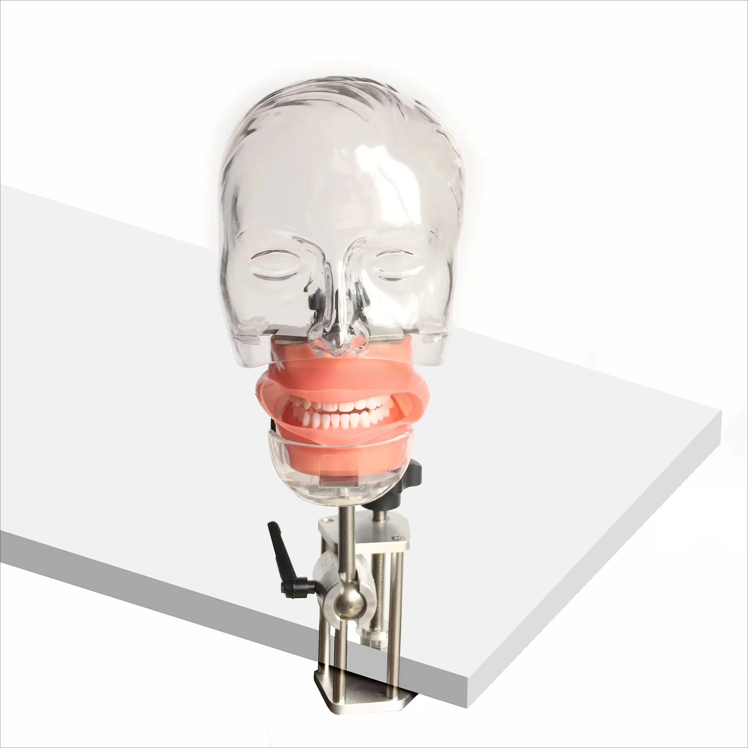 Simple Head Model Dental Simulator Phantom Head for Dentist Education Dentist Teaching Head Model Phantom for Training