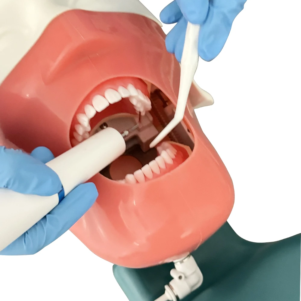 Typodont جهاز محاكاة الأسنان نموذج رأس بسيط رأس فانتوم للأسنان مع الأسنان لممارسة التدريس وحدة معدات طبيب الأسنان #3