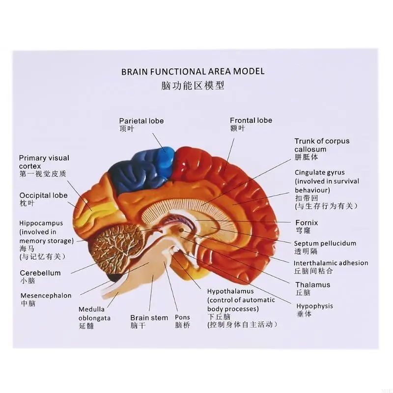 

Анатомия модели функциональной области человеческого мозга в натуральную величину для исследования в классе естественных наук