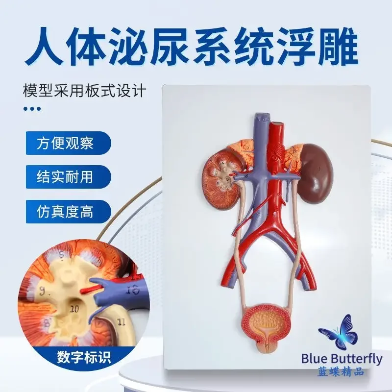 Embossed human urinary system kidney model, ureter bladder urethra model, displayed in medical urology department