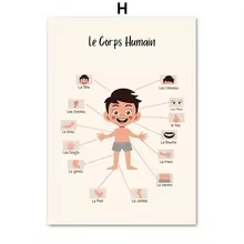 Affiche Pédagogique : Le Corps Humain