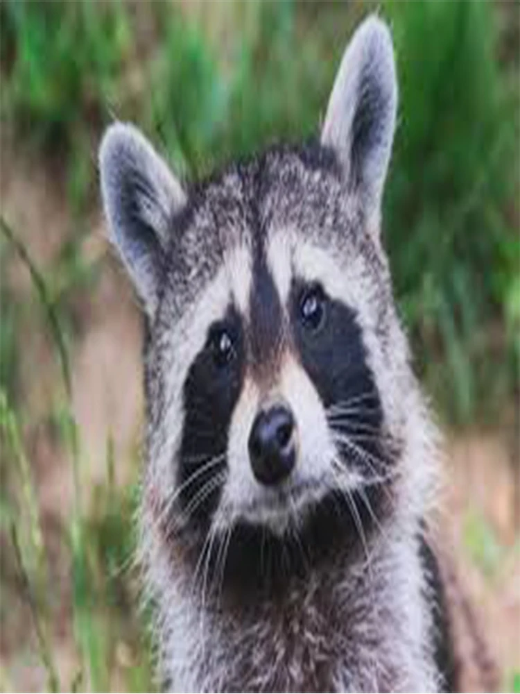 

Новая эссенция для черных волос 2025 года, посмотрите на черные волосы и получите натуральные черные волосы.