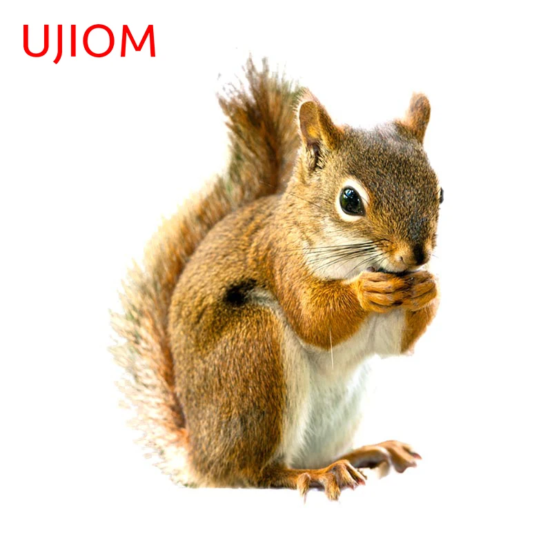 UJIOM 13cm X 12cm Watercolor Squirrel Wall Stickers Self-adhesive Vinyl Decals Home Bedroom Accessories Animal Pattern Sticker