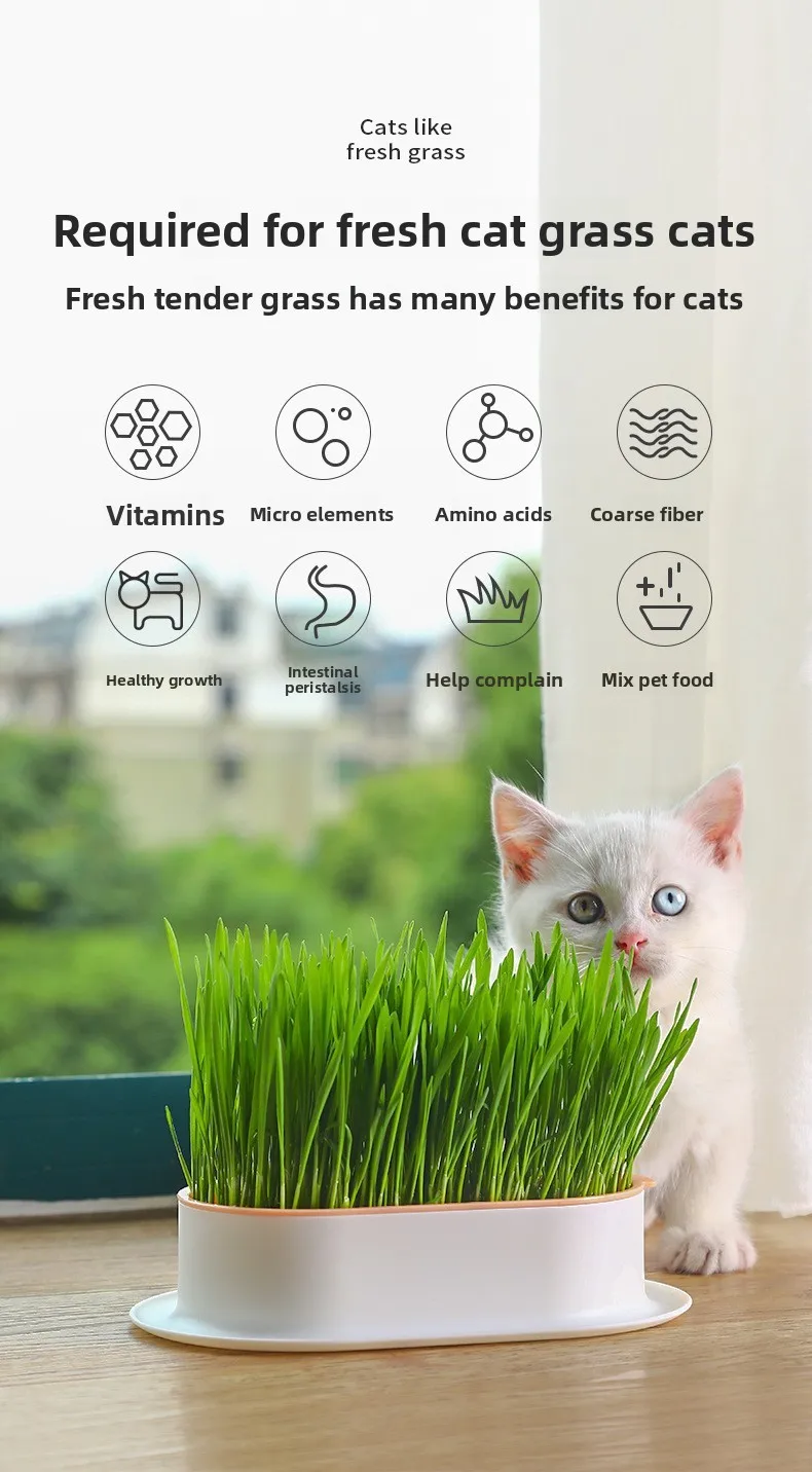 Heimtierbedarf, Katzensnacks, Katzenpflanzung, Hydrokulturbox, Katzengras, Topf, hydroponische Katzengrasbox – Detail 2