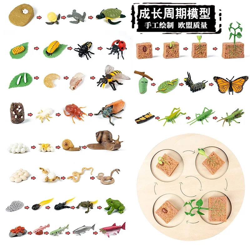 محاكاة عملية نمو بذور الفاصوليا لعب الاطفال نبات الحيوان الضفدع فراشة دورة النمو نموذج مجموعة تعليم العلوم مونتيسوري #1