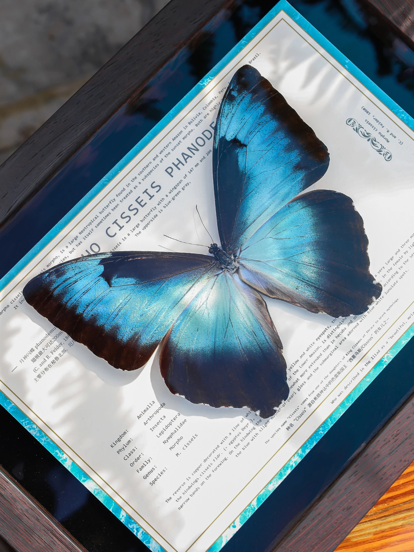 

Modern Simplici Museum Level Moon Godd Fla Specimen Decorative Artwork Ideal Gift for Boyfriend Or Girlfriend