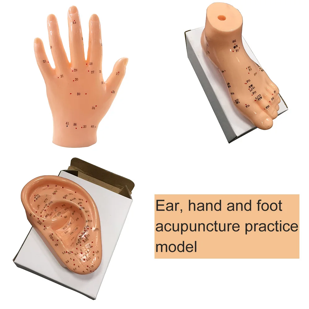【2026 Pro Version】Acupuncture Meridian Model Kit - 3D Hand/Foot/Ear Anatomy with 360+ Points, Medical Teaching Tool for TCM Stud