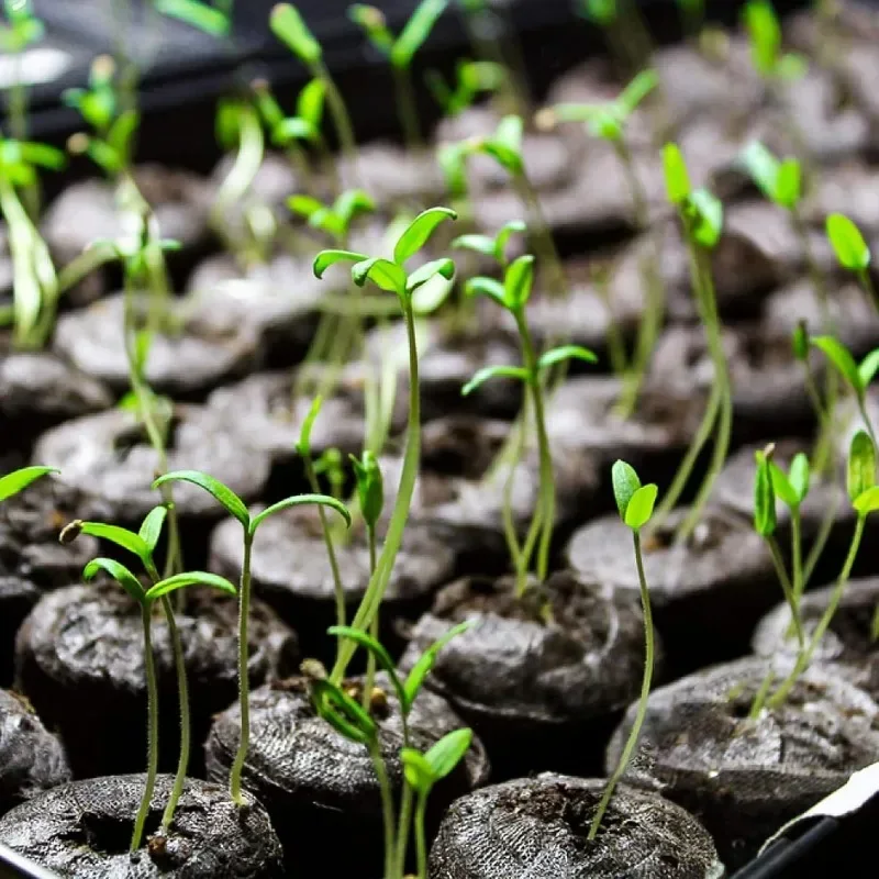 Granulés de Sol ComTIFS pour Plantation de Semis, Accessoire de Nuit pour Cadres de Démarrage, Cubes de Média, Bouchons de Plantes en Vrac