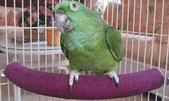 Parrot Sanding Stick Toy Bird Claw Grinding Stick Standing Bar Curved Corner Bird Cage90Degree U Modeling Clay Stick