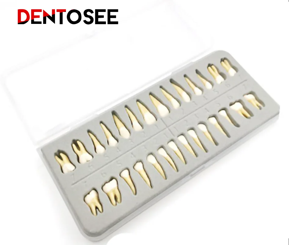 28 Pcs Dental demonstration permanent teeth teach study model 1:1 Dental Implant Dentist Practice Product teeth model