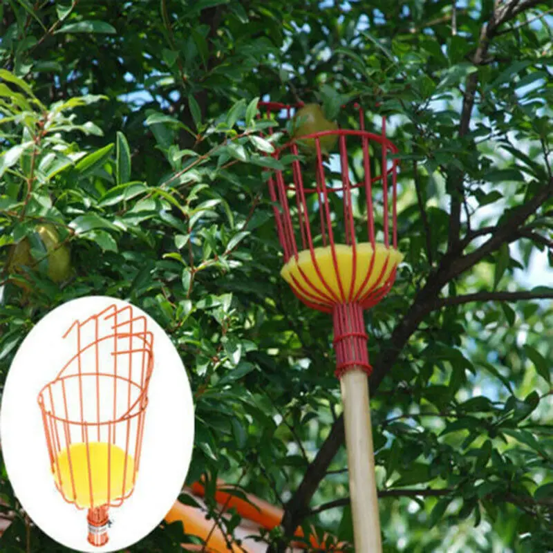 Imagem -02 - High-altitude Fruit Picker Pólo Telescópico para Várias Alturas Jardins Pomares e Fazendas Pickers