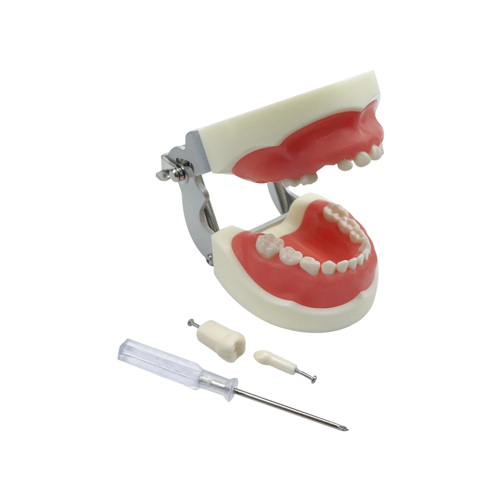 

1pcs Dental Child Tooth Model Removable Tooth Soft Tooth Model Used for Student Experimental Teaching Training Model