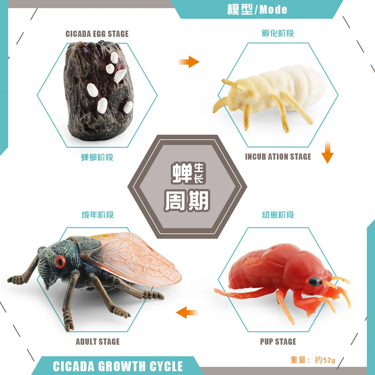 1set Mini Insect Animal Life Cycle Model Grasshopper Cicada Bee Spider Growth Process Desktop Miniature Decoration Home Decor