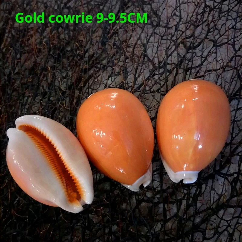Rare collection treasure Conch, home Decoration, Famous Golden Snail Specimen, Collectibles Gift, 9cm view 2