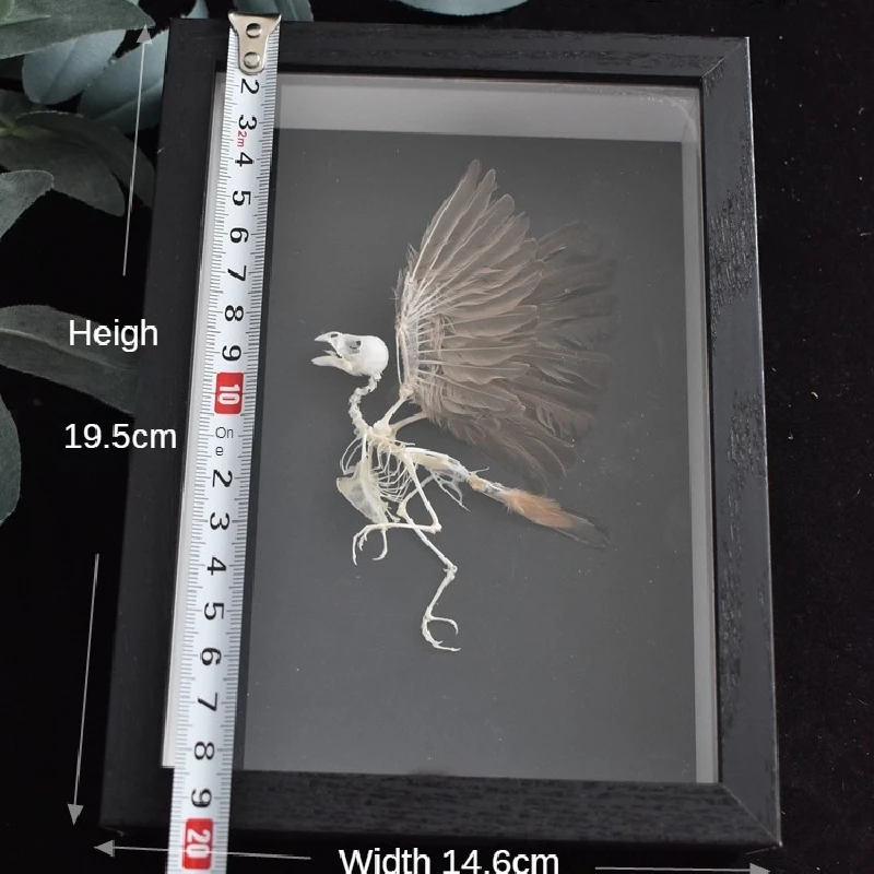 2004 Ornamental Bird Bone Framed Artwork Resin Specimen Gothic Decor Wall Hanging Vintage Natural Gothic Style Halloween Display