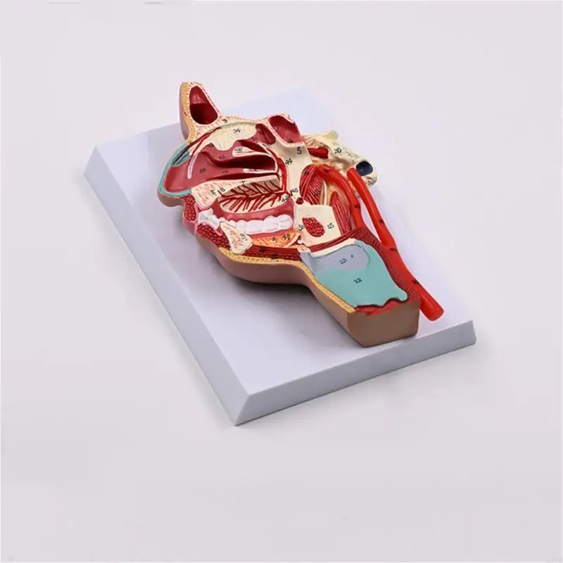 Mô hình khoang mũi H37B người