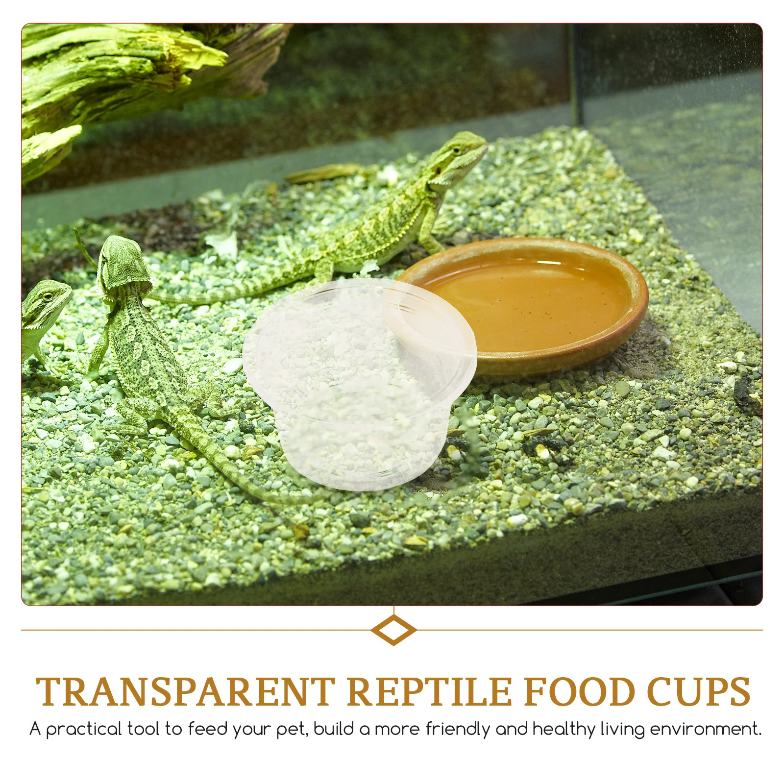 

20pcs Reptile Food Water Dish Compact Transparent Bowl For Turtle Gecko Snake Lizard Multi-Function Feeding Tank Accessory Pet