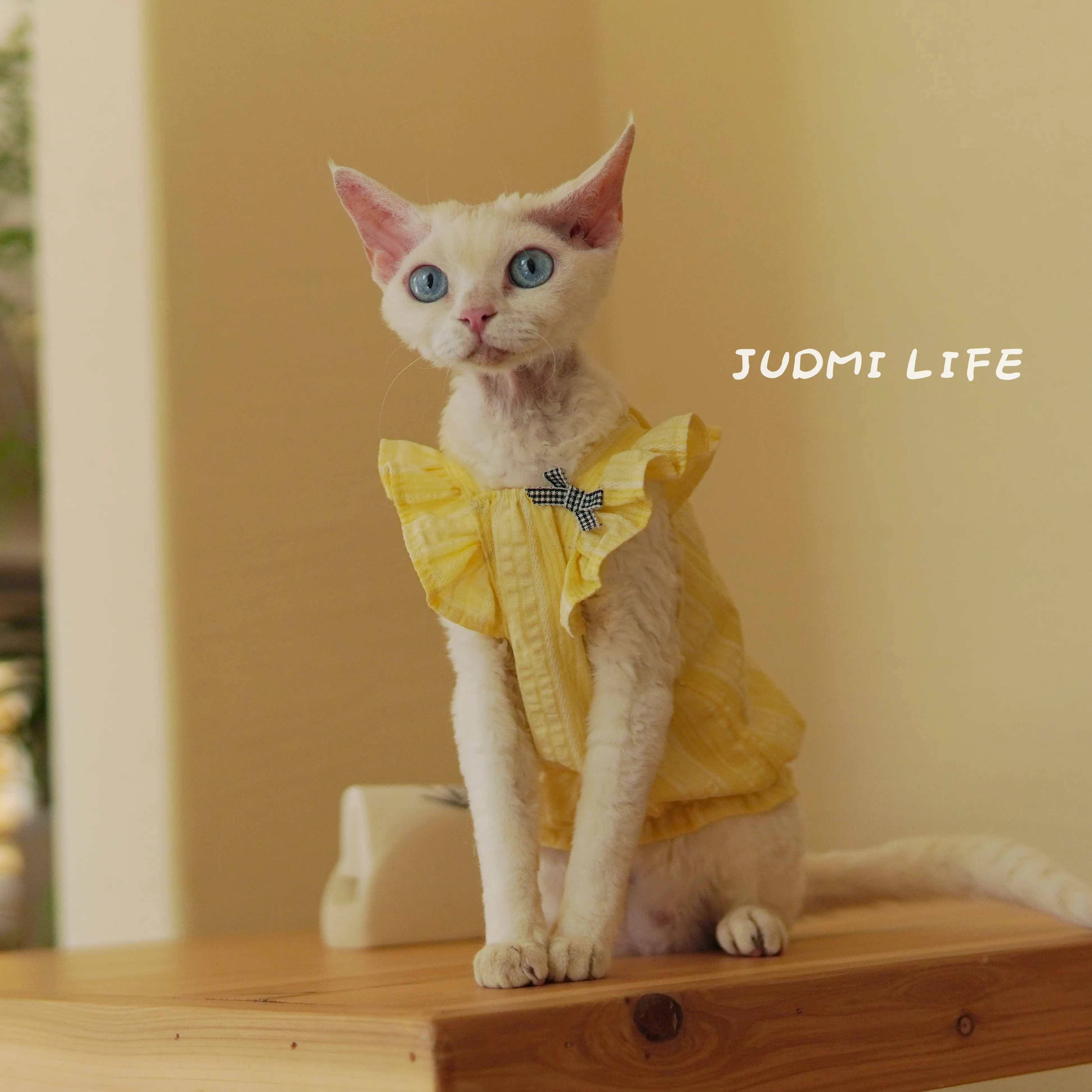 

Sphynx Cat Clothes Cotton Lace Floral Dress for Kittens Sweet Summer Vest for Female Cat Vintage Cardigan T-shirt for Devon Rex