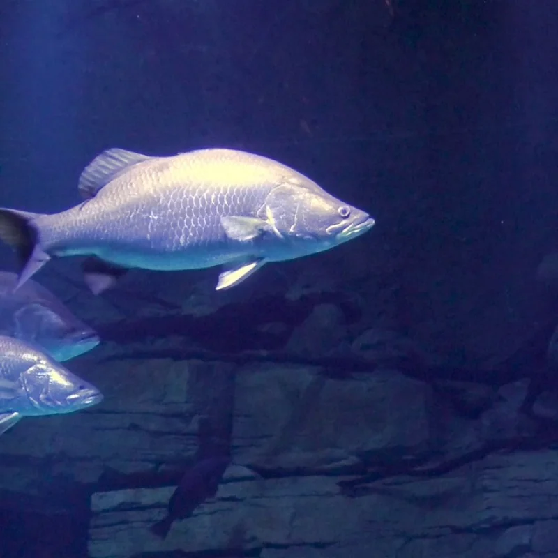 

For MJX Hyper Go V2 10208 1/10 RC Cars R/C trucks spare parts Wheelie Bar Assembly